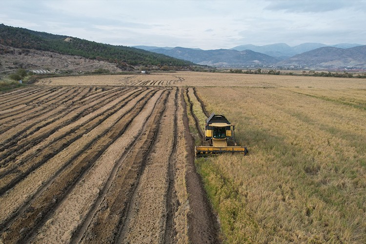 Modern kurutma pirinçte lezzet ve verim kalitesini artırıyor
