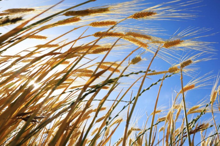 Türkiye'nin bitkisel üretimi 2023'te 137 milyon tona çıktı