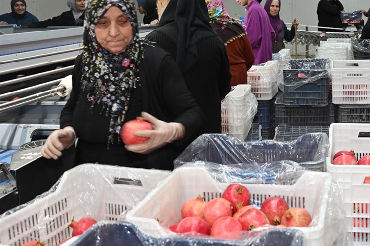 Denizli'de ihracatlık nar hasadı başladı