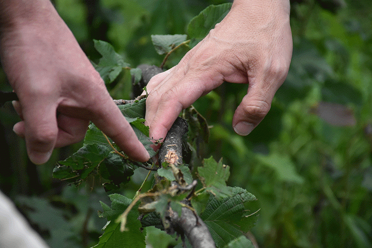 Dolu fındığı etkileyecek