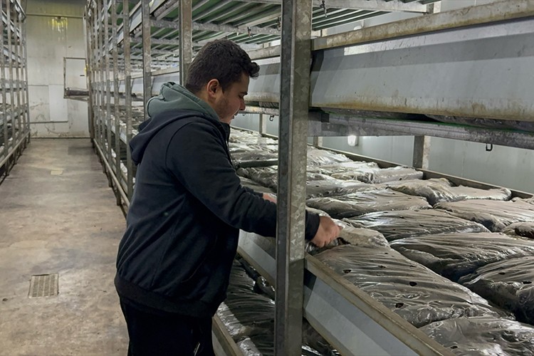 Kurduğu tesiste hem elektrik hem de mantar üretiyor