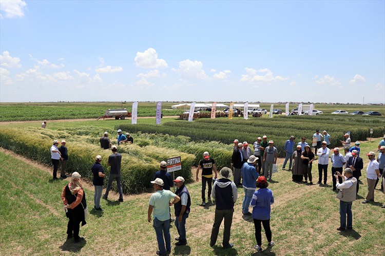 Konya'da geliştirilen hububatlar tohum sanayicisine tanıtıldı