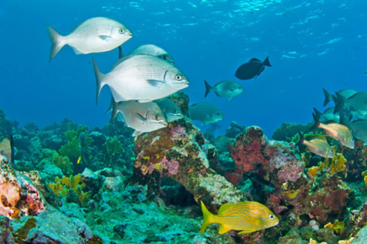 Orta Amerika'da korsanların adası: Bahamalar