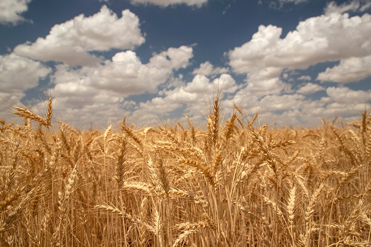 Yerli bisküvilik buğday için yeni proje