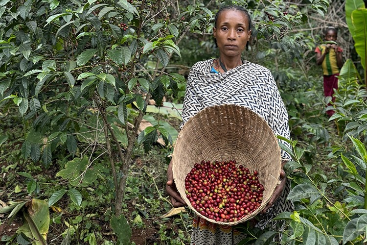 Kahvenin tarladan fincana serüvenini yerinde takip ediyorlar