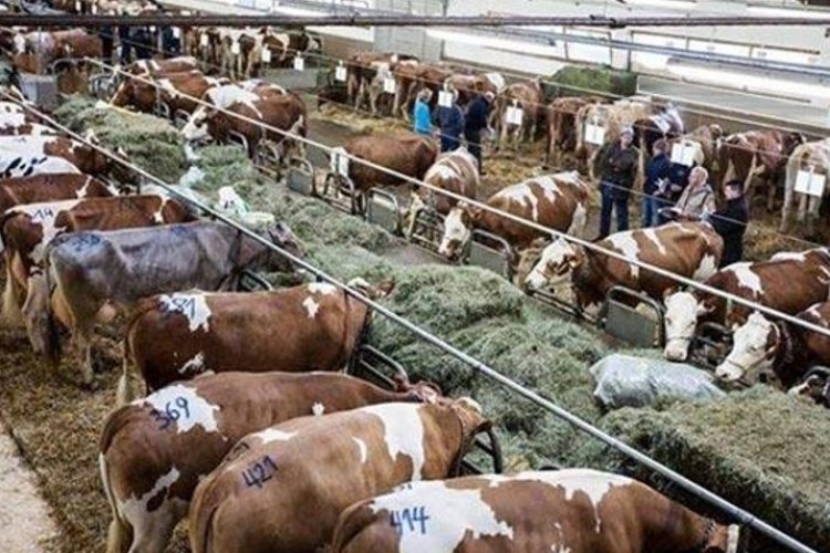 ESK'den kesimlik hayvan satışına ilişkin açıklama