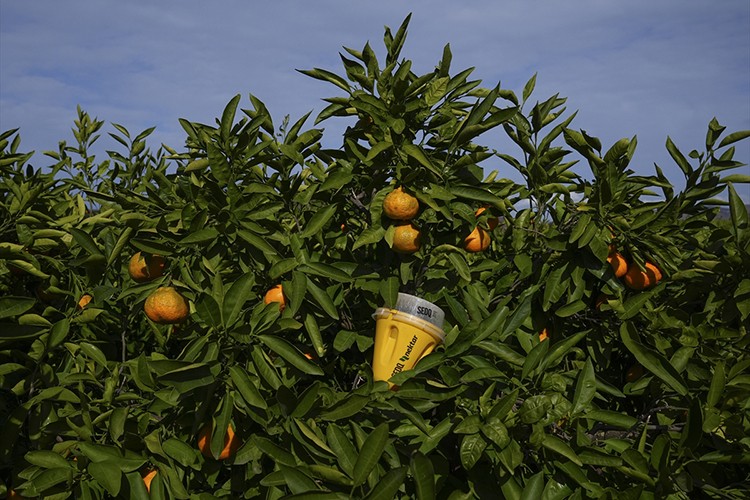 Mandalinada biyoteknik mücadele yaygınlaşıyor