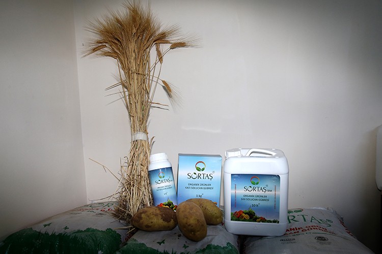 Solucan gübresi patates ve buğdayda rekolteyi artırdı