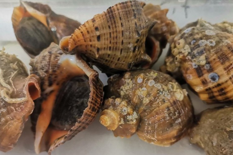 Deniz salyangozu ihracatı 20,5 milyon doları aştı