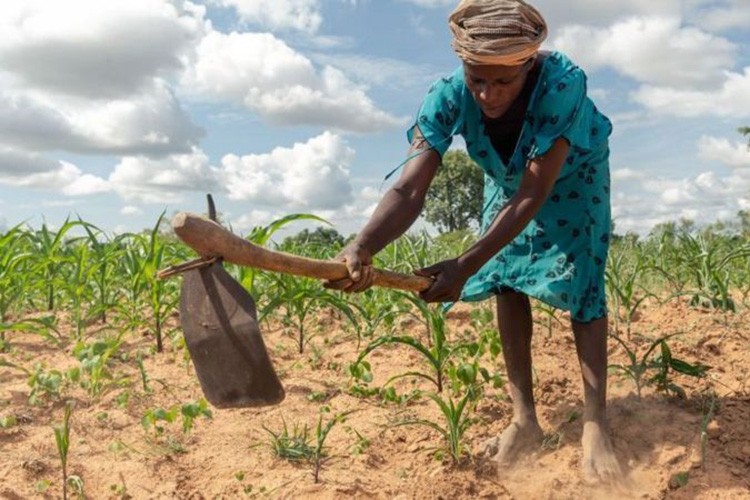 Zimbabve kuraklık sonrası 1,6 milyar dolara ihtiyaç duyuyor