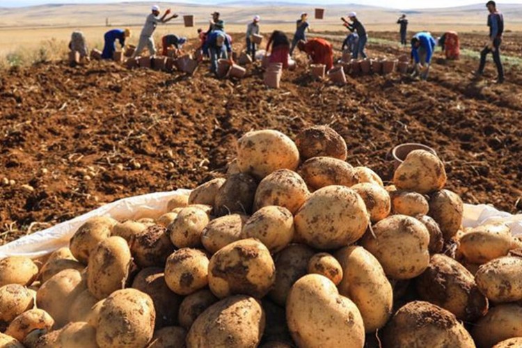 Patates ve kuru soğan üretimi arttı