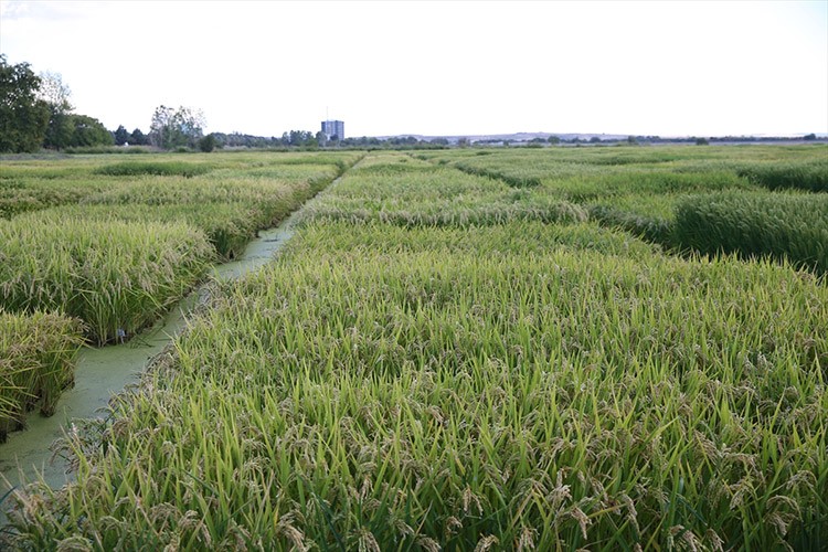 Edirne'de çeltik üretiminde verim düşmeyecek