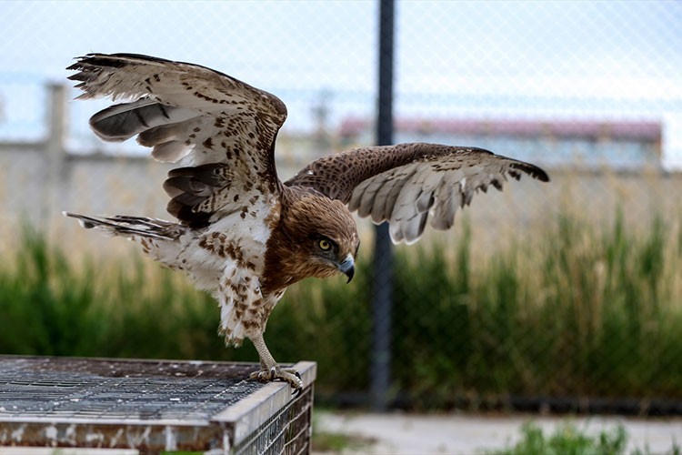 Rehabilitasyon merkezi yaralı kuşlara ev sahipliği yapıyor
