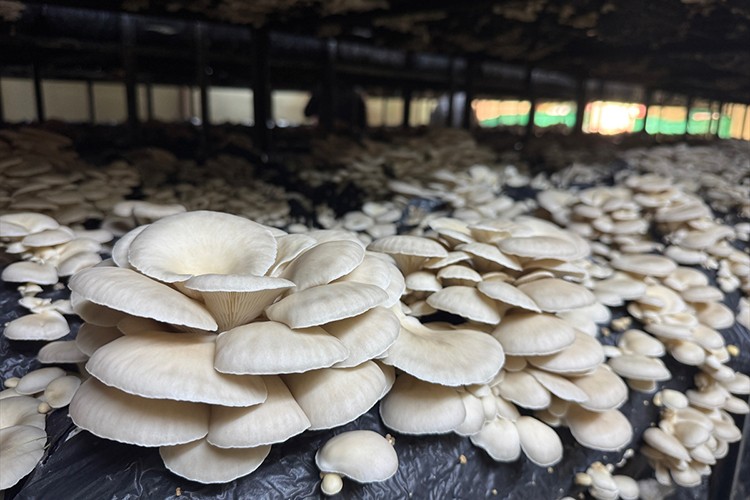 Kurduğu tesiste yıllık 36 ton mantar üretiyor