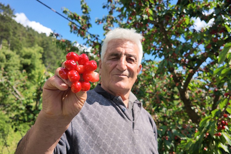 Manavgat'ta erkenci kiraz hasadı başladı