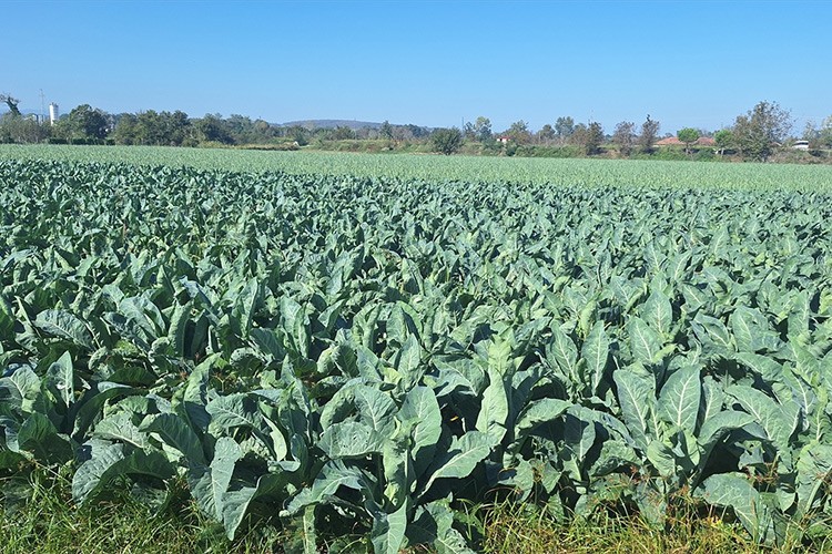 130 bin dekar alana kışlık sebze ekimi yapıldı