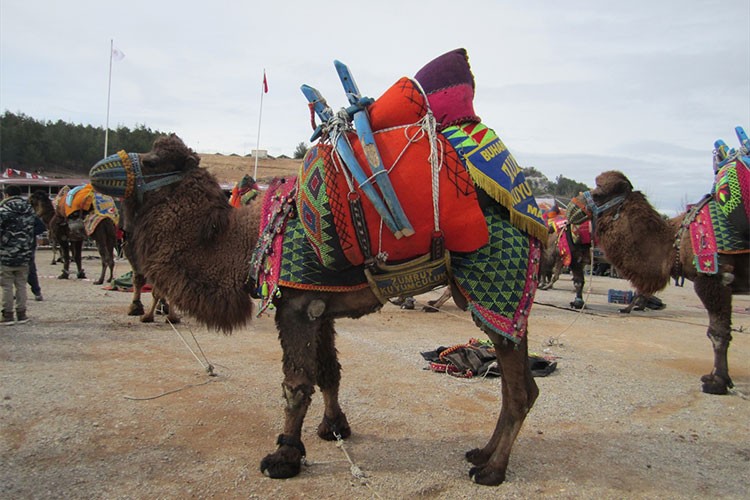 Denizli'de Deve Güreşi Festivali düzenlendi