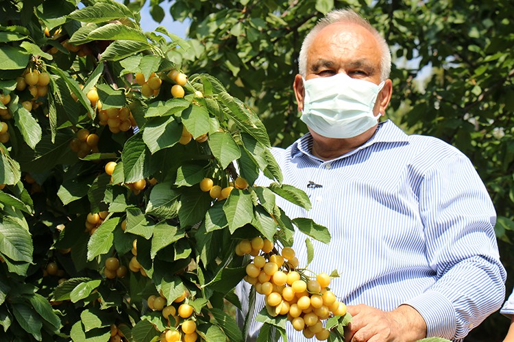 Mersin'de kiraz fiyatı üreticinin yüzünü güldürdü