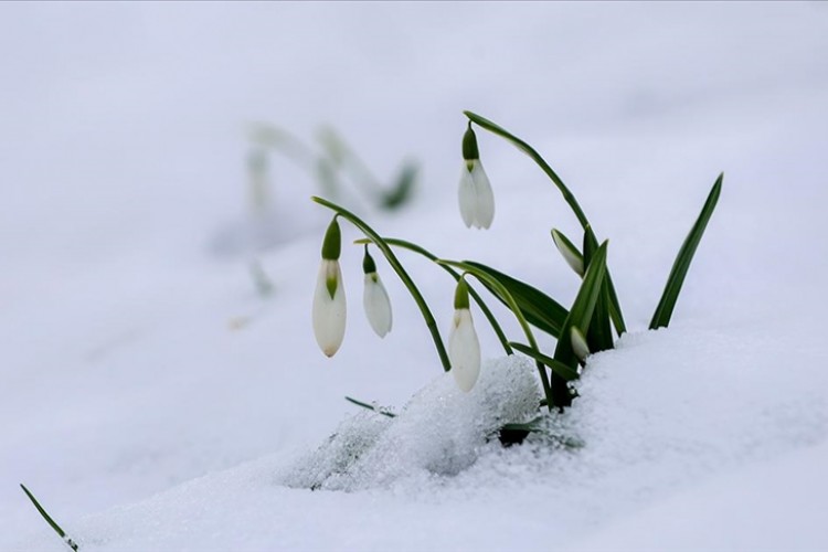 Sakarya'da beyaz örtüyle kaplanan Çam Dağı'nın eteklerini kardelenler süsledi