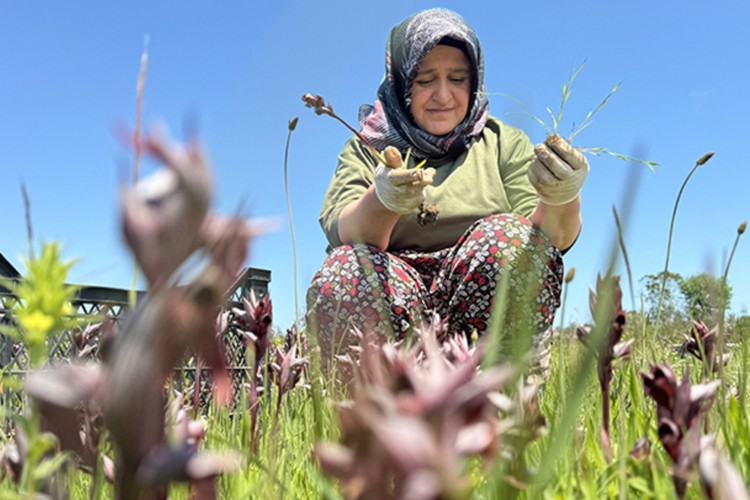 Samsun'da özel izinle yetiştirilen salep orkidesi üreticisine gelir kapısı oldu
