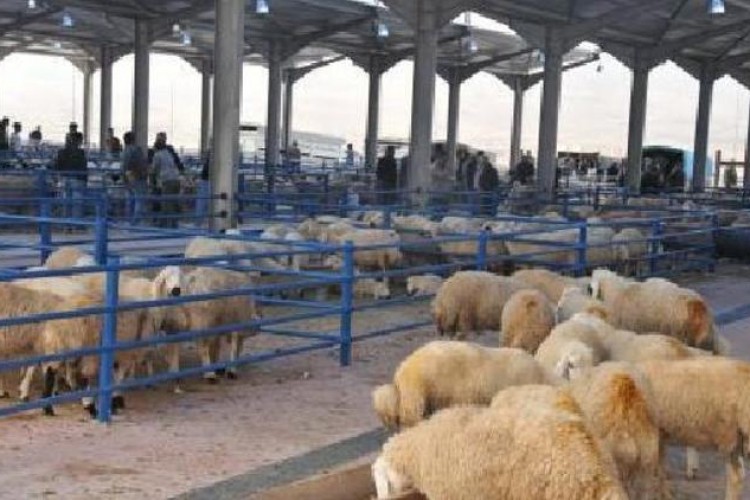 Kayseri'ye yıllık canlı hayvan borsası açılacak