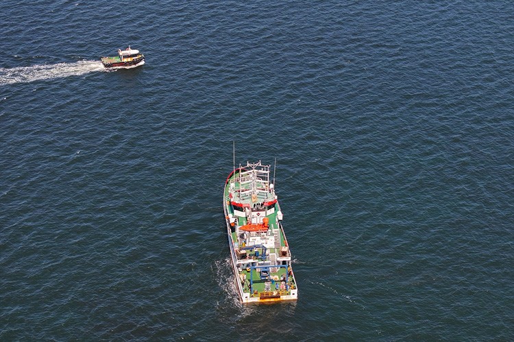 İzmir'deki balık ölümlerine yoğun denetim