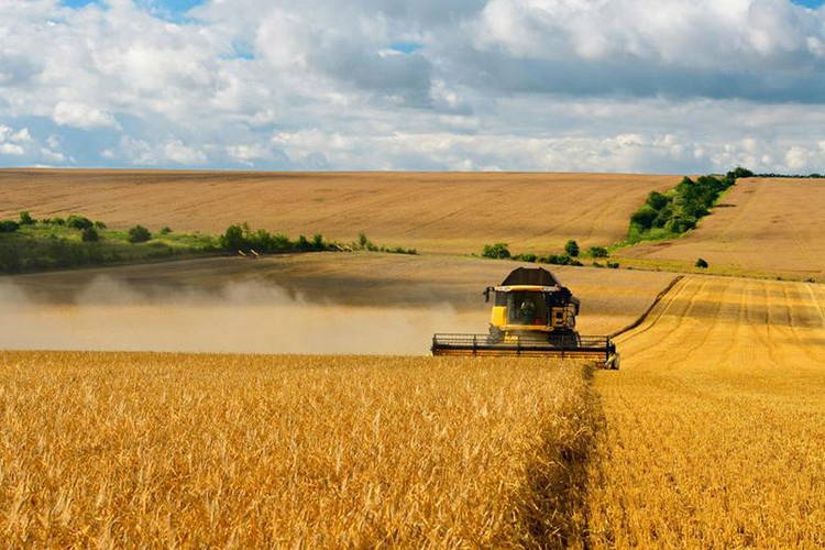Buğday fiyatlarındaki artış dizginlenemiyor