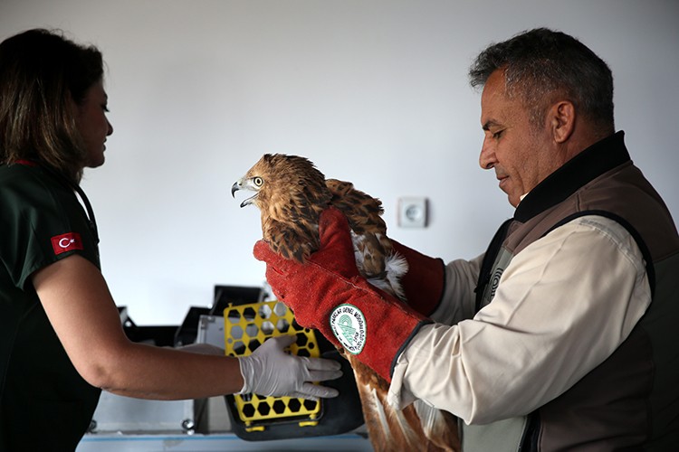 Göç yolunda yaralanan kuşlara milli parktaki merkezde bakılıyor