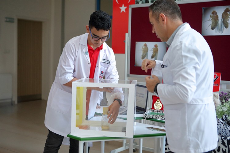 Sinekleri meyvelerden uzak tutmada zebra deseni başarılı sonuç verdi