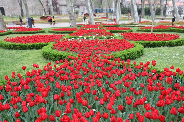 İstanbul baharı laleyle karşılıyor
