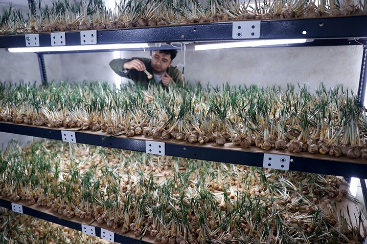 Deneme amaçlı kurduğu tesiste topraksız safran üretimi yapıyor