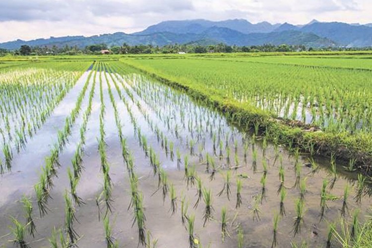 Edirne'de çeltik rekoltesinin bu yıl düşük olması bekleniyor