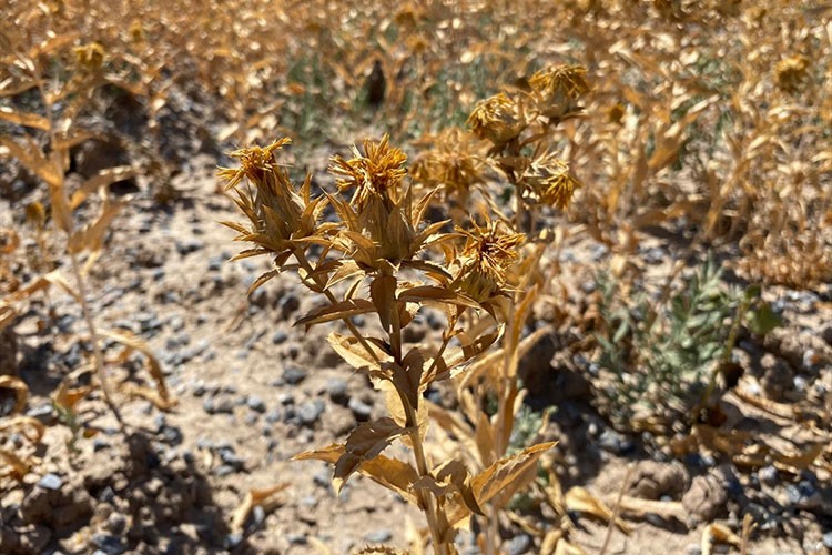 Kayseri'de aspir hasadı başladı