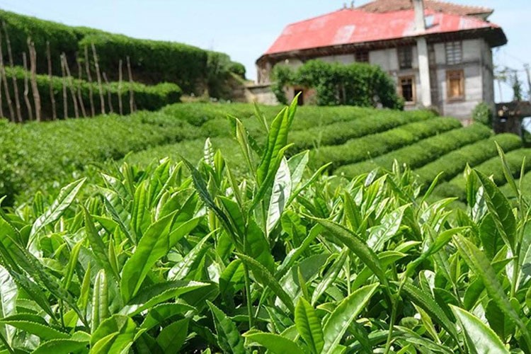 Yaş çay alım fiyatı 25,44 lira olarak belirlendi