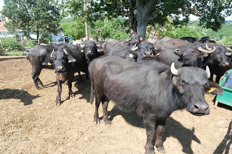 Manda çiftliğinde süt talebine yetişemiyor