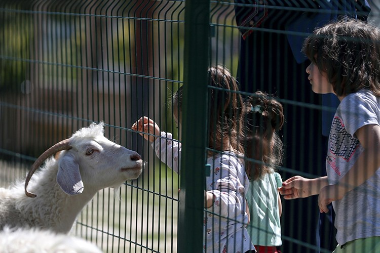 Endemik Vadi'de ata tohumu 320 oldu