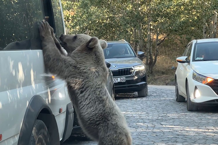 Nemrut Kalderası'nda ziyaretçiler korkmadan bozayıları besledi