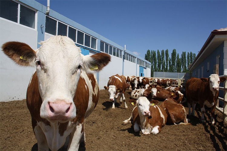 Hayvancılıkta verimlilik gelecek yıl desteklerle artırılacak