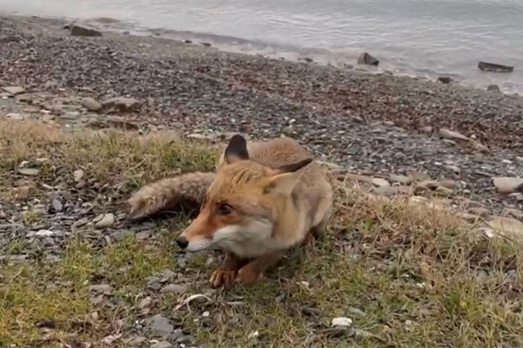 Çanakkale'de aç kalan tilkiyi balıkçılar besledi