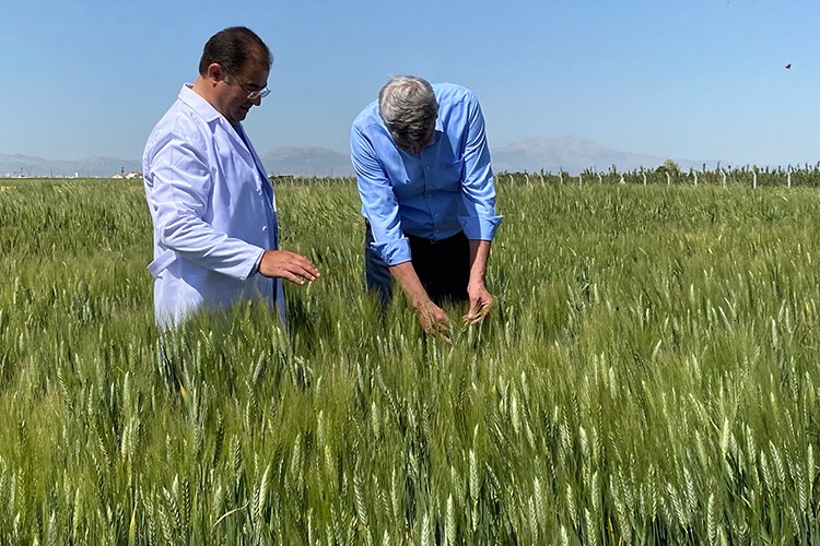 2 bin yıllık Ahmet Buğdayı dünya sofralarıyla buluşacak