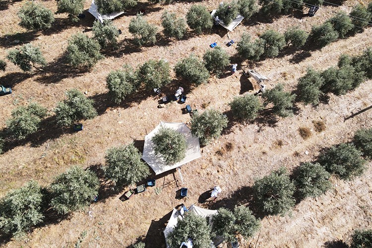 Zeytin ve zeytinyağı birçok ailenin geçim kaynağı