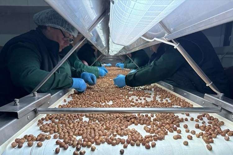 Türkiye fındık ihracatından 20,8 milyar dolar sağladı