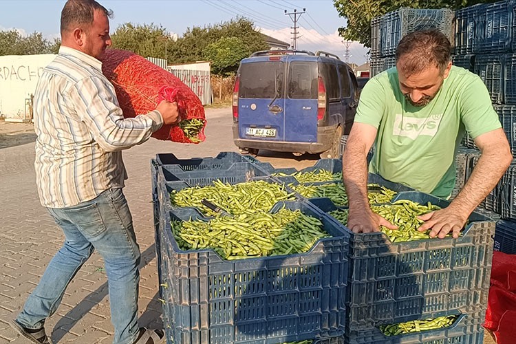 Bilecik fasulyesinde kuraklık nedeniyle verim düştü