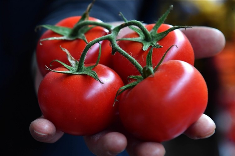 Egeli yaş meyve sebze ihracatçılarının bu yıl ihracat hedefi 1 milyar 450 milyon dolar