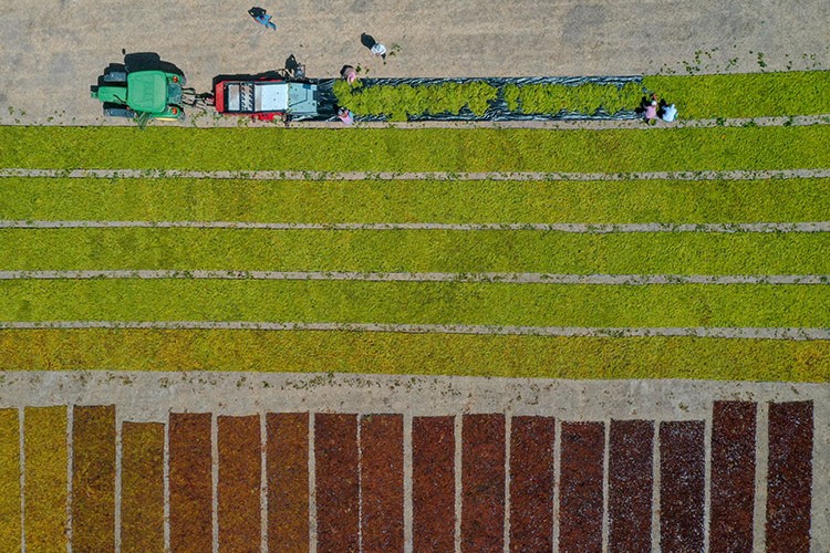 Gediz Nehri Havzası'nda üzümler güneşe serildi