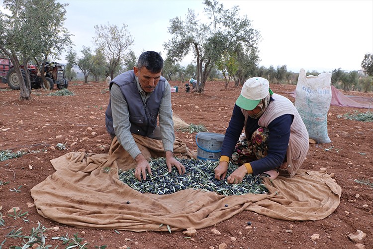 Kilis'te zeytin hasadı başladı