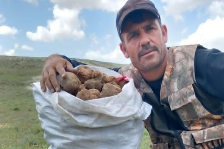 Demir çubukla günde kırk kilo mantar buluyor