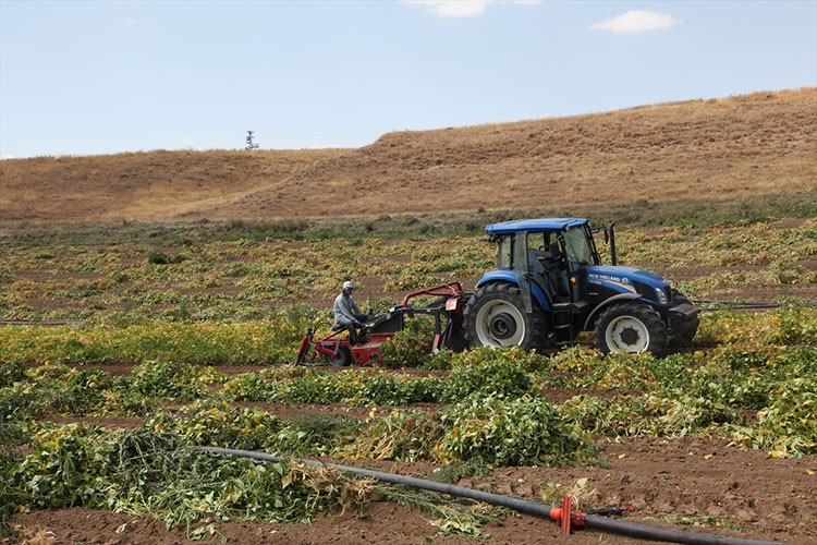 Bitlis'te kuru fasulye hasadına başlandı