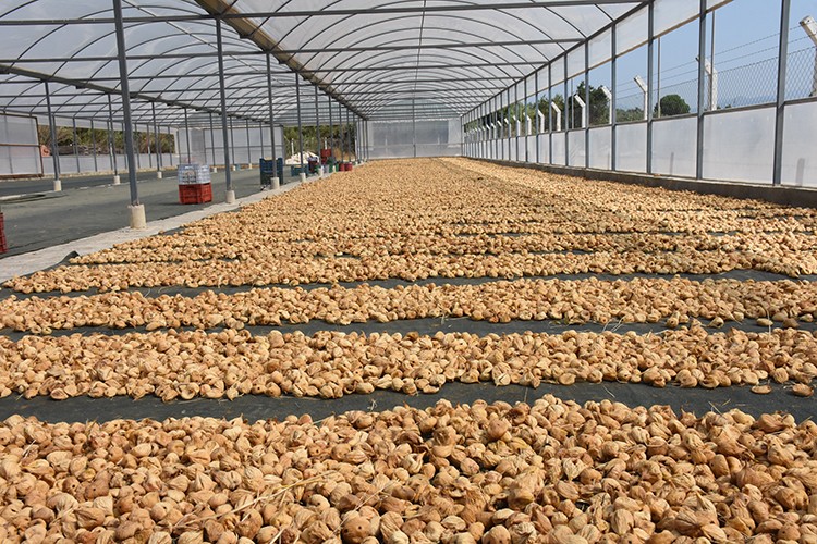 Kuru incir yüzleri güldürdü