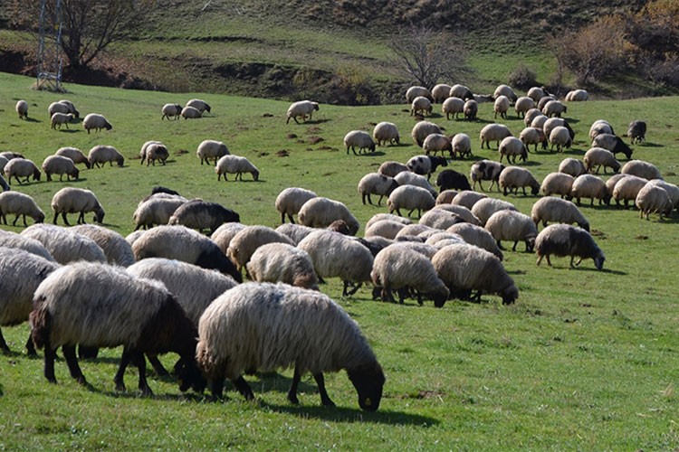 Hayvancılıkta ıslah çalışmaları yerli ırk sayısını ve verimi artırdı